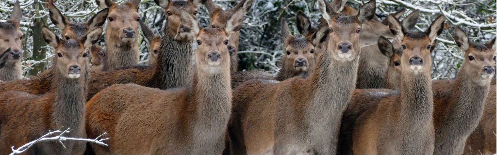 Ace Capture mass live animal capture